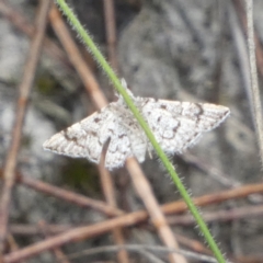 Metasia (genus) (A Crambid moth) at QPRC LGA - 22 Feb 2023 by Paul4K