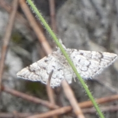 Metasia (genus) at Borough, NSW - 23 Feb 2023