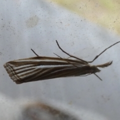 Hednota species near grammellus (Pyralid or snout moth) at QPRC LGA - 23 Feb 2023 by Paul4K