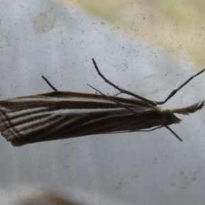 Hednota species near grammellus at Borough, NSW - suppressed