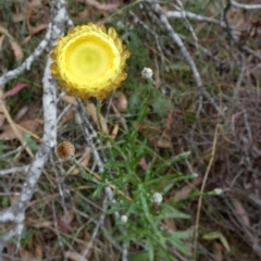 Coronidium gunnianum (Pale Everlasting) at Borough, NSW - 23 Feb 2023 by Paul4K