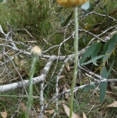 Coronidium gunnianum at Borough, NSW - suppressed