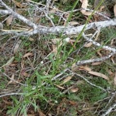 Coronidium gunnianum at Borough, NSW - 23 Feb 2023