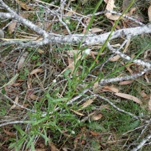 Coronidium gunnianum at Borough, NSW - suppressed