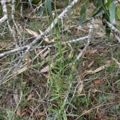 Coronidium gunnianum at Borough, NSW - 23 Feb 2023