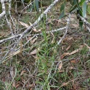 Coronidium gunnianum at Borough, NSW - 23 Feb 2023