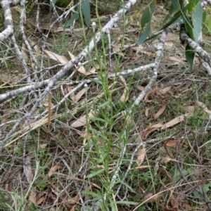 Coronidium gunnianum at Borough, NSW - suppressed