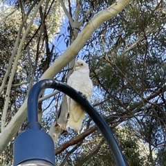 Cacatua sanguinea (Little Corella) at Queanbeyan West, NSW - 25 Feb 2023 by Mavis