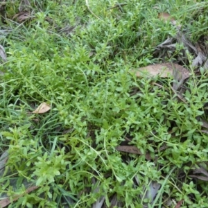 Centipeda elatinoides at Borough, NSW - 24 Feb 2023