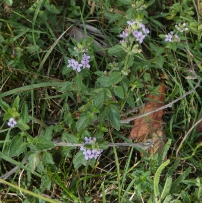Mentha diemenica (Wild Mint, Slender Mint) at Borough, NSW - 24 Feb 2023 by Paul4K
