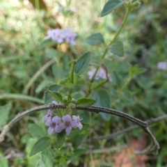 Mentha diemenica at Borough, NSW - 24 Feb 2023