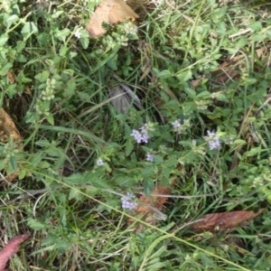 Mentha diemenica at Borough, NSW - 24 Feb 2023