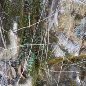 Asplenium flabellifolium at Borough, NSW - suppressed