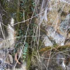 Asplenium flabellifolium (Necklace Fern) at Borough, NSW - 23 Feb 2023 by Paul4K