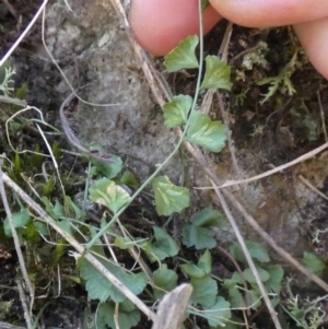 Asplenium flabellifolium at Borough, NSW - suppressed