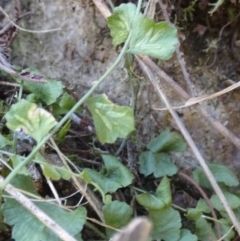 Asplenium flabellifolium at Borough, NSW - suppressed