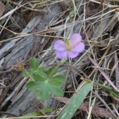 Geranium solanderi var. solanderi (Native Geranium) at Borough, NSW - 24 Feb 2023 by Paul4K