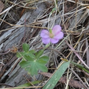 Geranium solanderi var. solanderi at Borough, NSW - suppressed