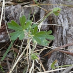 Geranium solanderi var. solanderi at Borough, NSW - suppressed