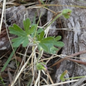 Geranium solanderi var. solanderi at Borough, NSW - suppressed