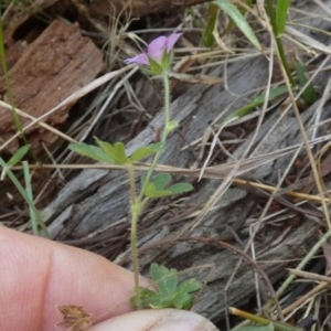 Geranium solanderi var. solanderi at Borough, NSW - suppressed