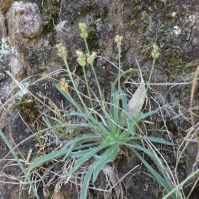 Plantago gaudichaudii (Narrow Plantain) at Borough, NSW - 24 Feb 2023 by Paul4K
