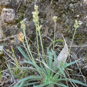 Plantago gaudichaudii at Borough, NSW - suppressed