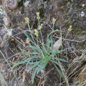 Plantago gaudichaudii at Borough, NSW - suppressed