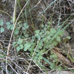 Adiantum aethiopicum (Common Maidenhair Fern) at Borough, NSW - 24 Feb 2023 by Paul4K