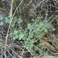 Adiantum aethiopicum (Common Maidenhair Fern) at Borough, NSW - 23 Feb 2023 by Paul4K