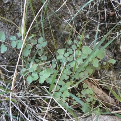 Adiantum aethiopicum (Common Maidenhair Fern) at Borough, NSW - 24 Feb 2023 by Paul4K