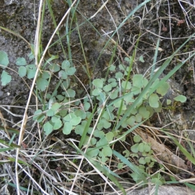 Adiantum aethiopicum (Common Maidenhair Fern) at QPRC LGA - 23 Feb 2023 by Paul4K