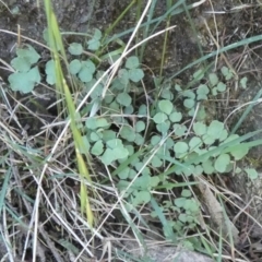 Adiantum aethiopicum at Borough, NSW - suppressed