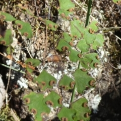 Adiantum aethiopicum at Borough, NSW - suppressed