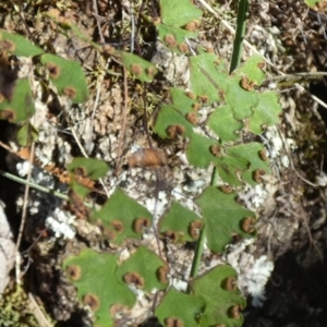 Adiantum aethiopicum at Borough, NSW - suppressed