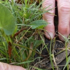 Centella asiatica (Pennywort, Centella, Indian Pennywort) at Boro - 23 Feb 2023 by Paul4K