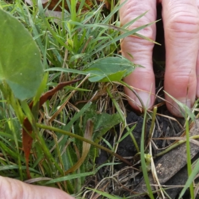 Centella asiatica (Pennywort, Centella, Indian Pennywort) at Borough, NSW - 24 Feb 2023 by Paul4K