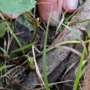 Centella asiatica at Borough, NSW - suppressed