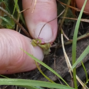 Centella asiatica at Borough, NSW - suppressed