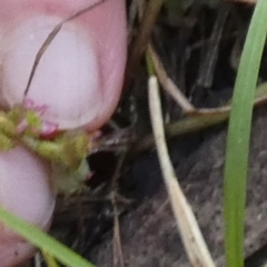 Centella asiatica at Borough, NSW - suppressed