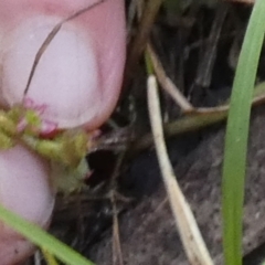 Centella asiatica at Borough, NSW - 24 Feb 2023