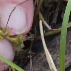 Centella asiatica at Borough, NSW - suppressed