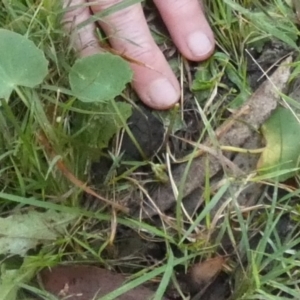 Centella asiatica at Borough, NSW - suppressed