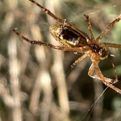 Plebs bradleyi (Enamelled spider) at Ainslie, ACT - 24 Feb 2023 by Hejor1