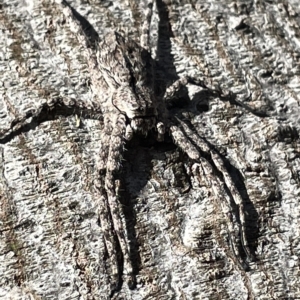 Pediana sp. (genus) at Ainslie, ACT - 24 Feb 2023 05:34 PM