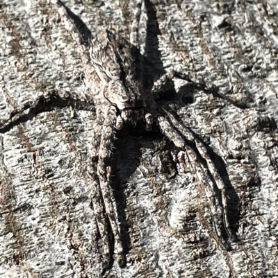 Pediana sp. (genus) (A huntsman spider) at Mount Ainslie - 24 Feb 2023 by Hejor1