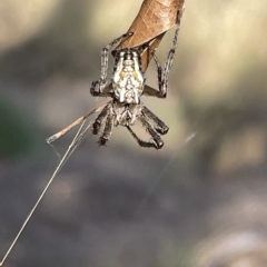 Plebs bradleyi (Enamelled spider) at Mount Ainslie - 24 Feb 2023 by Hejor1