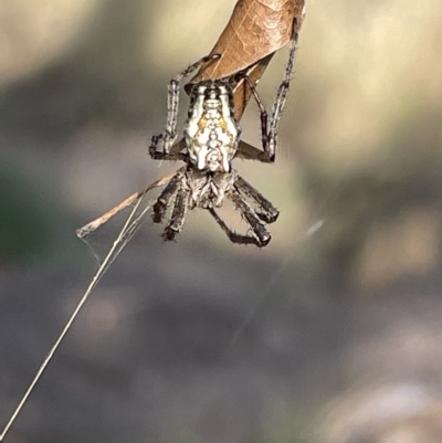 Plebs bradleyi (Enamelled spider) at Ainslie, ACT - 24 Feb 2023 by Hejor1