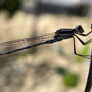 Austrolestes leda at Ainslie, ACT - 24 Feb 2023