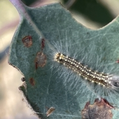 Uraba lugens (Gumleaf Skeletonizer) at Ainslie, ACT - 24 Feb 2023 by Hejor1